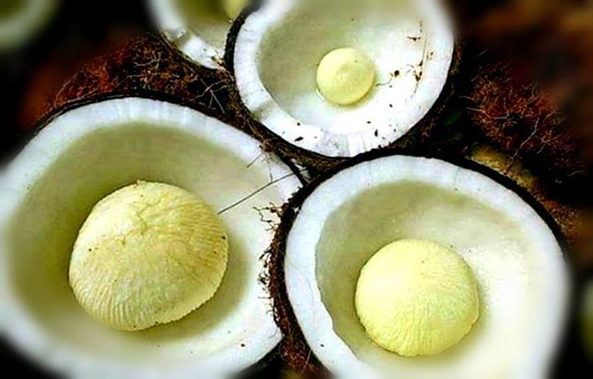 Surprising benefits of the coconut embryo thecoconet tv the world s 